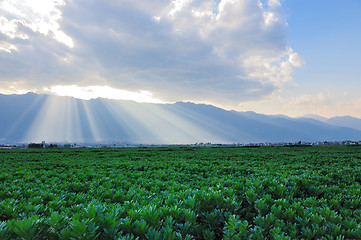 Image showing Field landscape