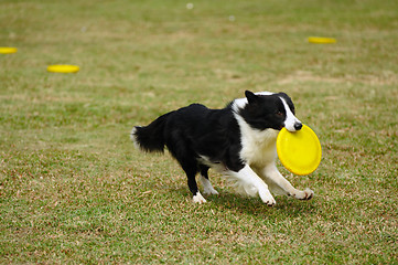 Image showing Border collie dog running