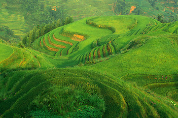 Image showing Chinese green rice field
