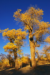 Image showing Trees with yellow leaves 