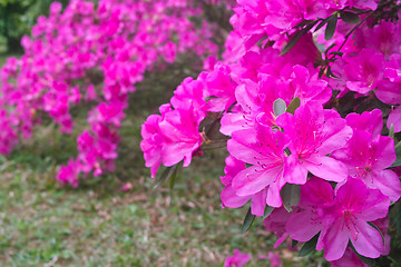 Image showing Azalea flowers