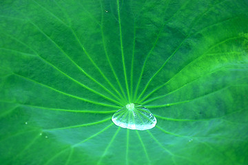 Image showing Water drop on leaf