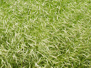 Image showing Grass background.