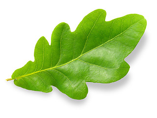 Image showing Oak leaf.