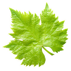 Image showing Vine leaf.