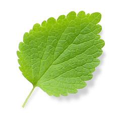 Image showing Nettle leaf.