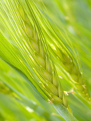 Image showing Green ear.