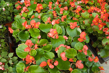 Image showing Begonias at the Greenhouse Market