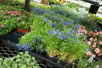 Image showing Garden Center Flower Market