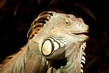 Image showing Iguana