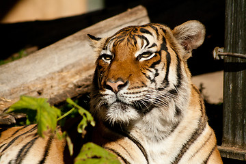 Image showing tiger