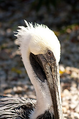 Image showing close-up of a pelican