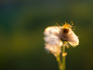 Image showing coltsfoot