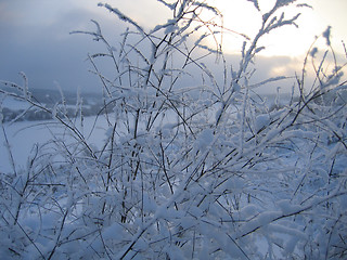 Image showing winter plants