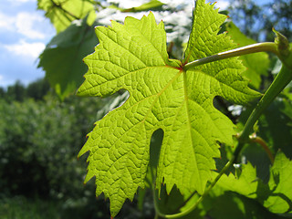 Image showing leaf of grape glowing in sunlight