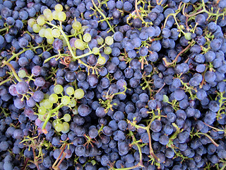 Image showing grapes background