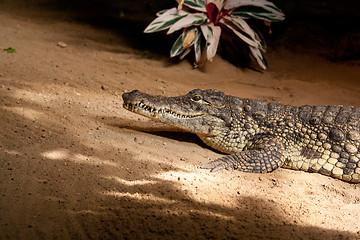 Image showing crocodile