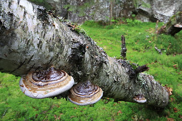 Image showing Fungus on birch trunk