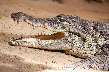 Image showing crocodile with opened mouth