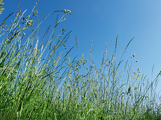 Image showing Meadow herbs