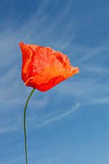 Image showing Red poppy flower against blue sky