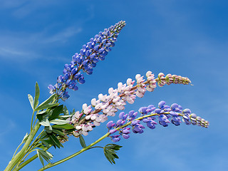 Image showing Flowering lupine inflorescence 