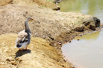 Image showing Lonely goose on the bank