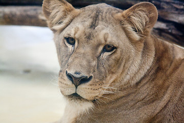 Image showing female lion