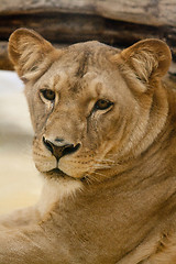 Image showing female lion