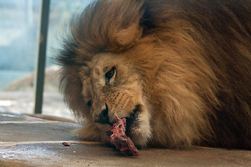 Image showing eating male lion
