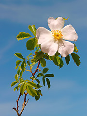 Image showing Light pink flower of wild rose