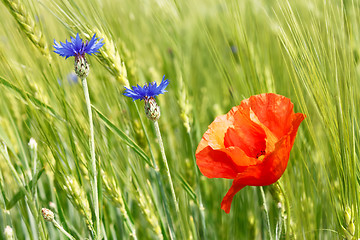 Image showing Cornflowers and red poppy among barley field