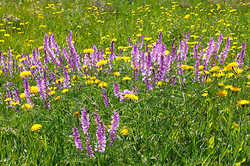 Image showing Rapid flowering of different wildflowers