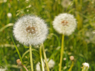 Image showing Fluffy dandelions on the meadow