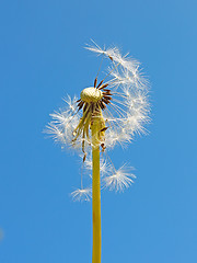 Image showing Blowball against blue sky