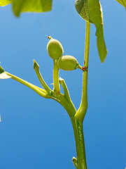 Image showing Young small green fruits of walnut