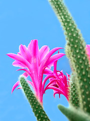 Image showing Cactus flowers