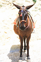 Image showing donkey from Santorini