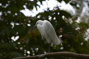 Image showing White Bird