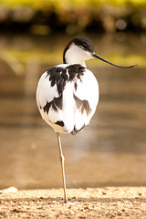 Image showing wading bird