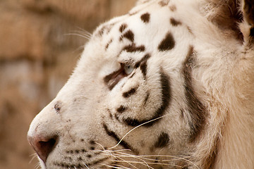 Image showing close-up of a white tiger