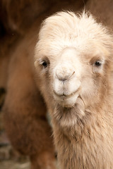 Image showing close-up of a camel