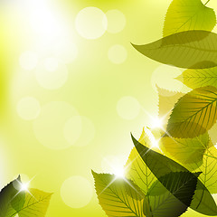 Image showing Spring leafs abstract background