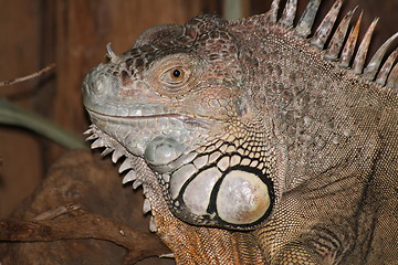 Image showing close-up of an iguana