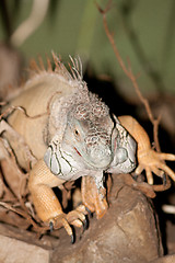 Image showing iguana on the way