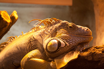 Image showing close-up of an iguana