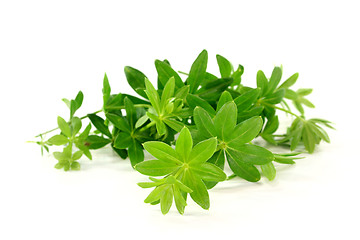 Image showing Sweet Woodruff