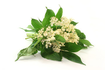 Image showing Elderberry