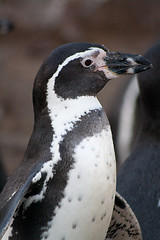 Image showing close-up of a penguin