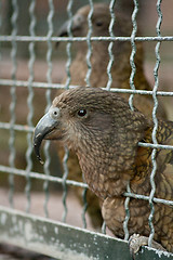 Image showing grey parrot putting his head through the bars